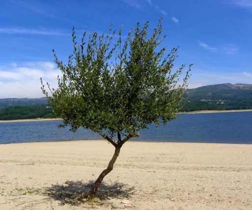 Einsamer Baum am See aufgenommen mit der KODAK Easyshare Z980