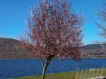 Baum am See, aufgenommen mit der Kodak Easyshare Z1012IS