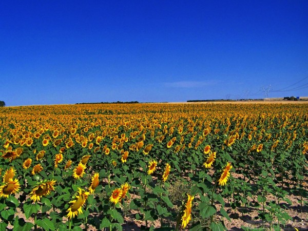 Ein Feld von Sonnendrehern, ja die heissen in Spanien tatsächlich so "Girasol"